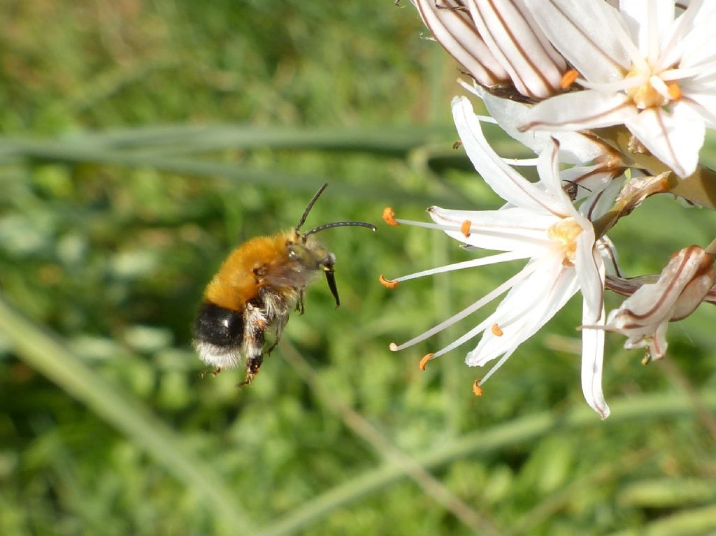 Apidae: femmina di Melecta obscura